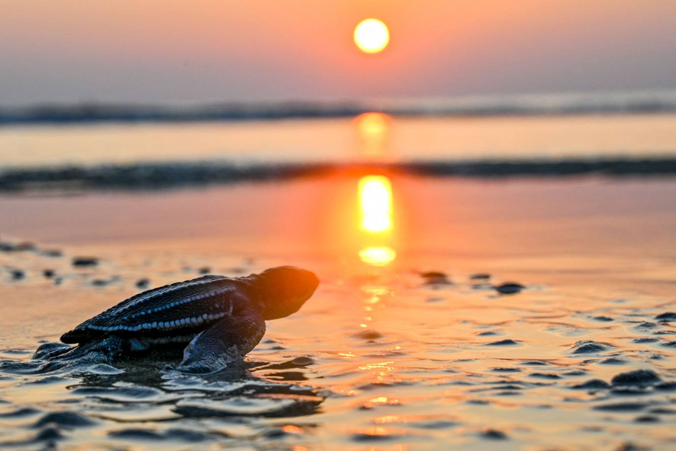 Fotos: Las tortugas marinas más grandes del mundo vuelven al océano