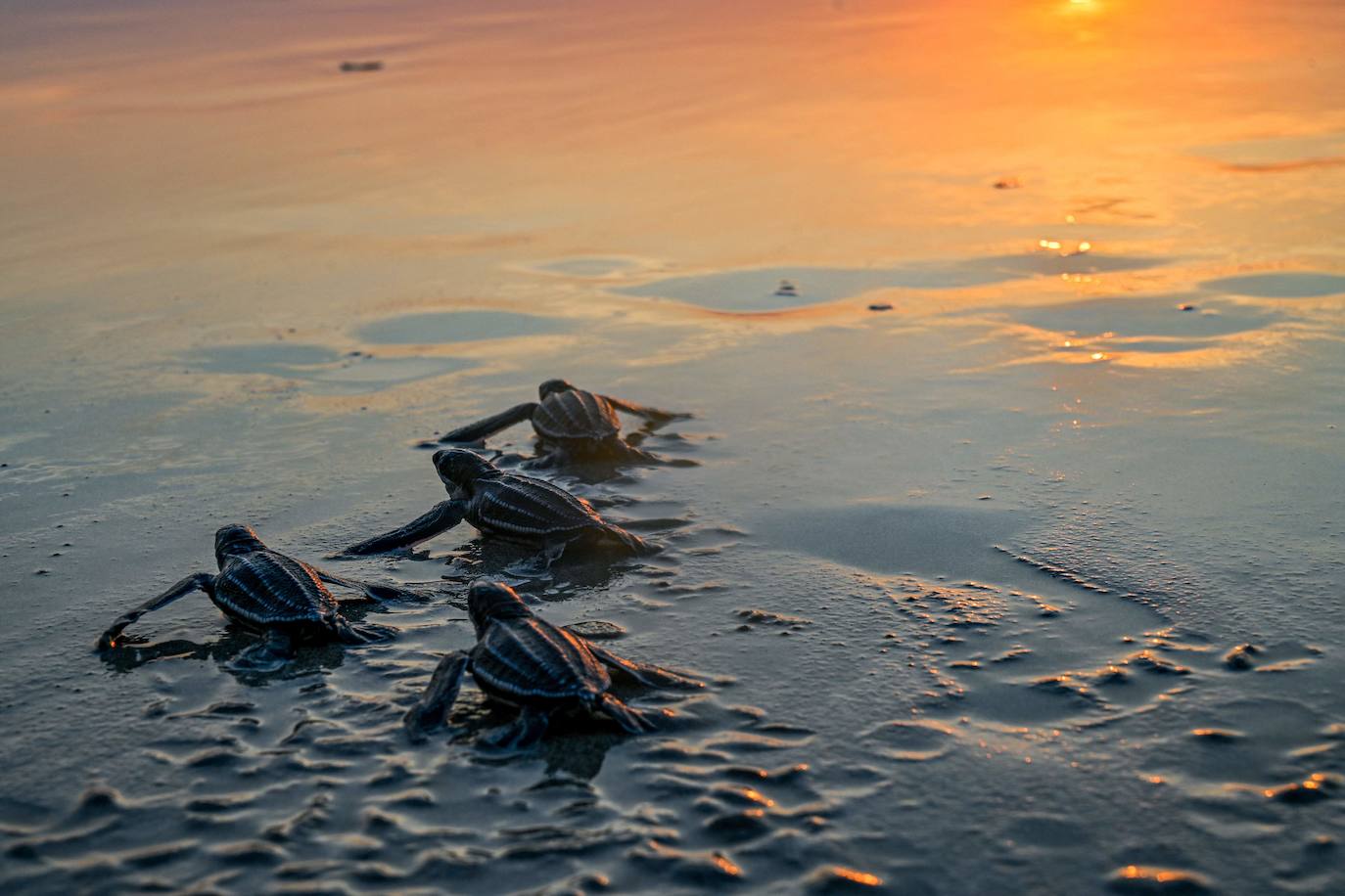 Fotos: Las tortugas marinas más grandes del mundo vuelven al océano