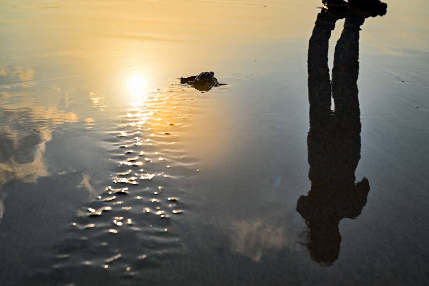 Fotos: Las tortugas marinas más grandes del mundo vuelven al océano