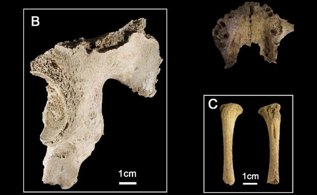 El coxal de un adulto y el de un niño neonato, además de una tibia de este último.