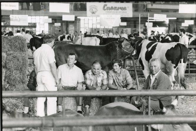  Concurso-Exposición de Ganados de San Agustín. Pabellón de la Magdalena. 