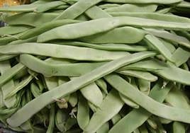 Impulsar la agrobiodiversidad de la judía desde tu balcón