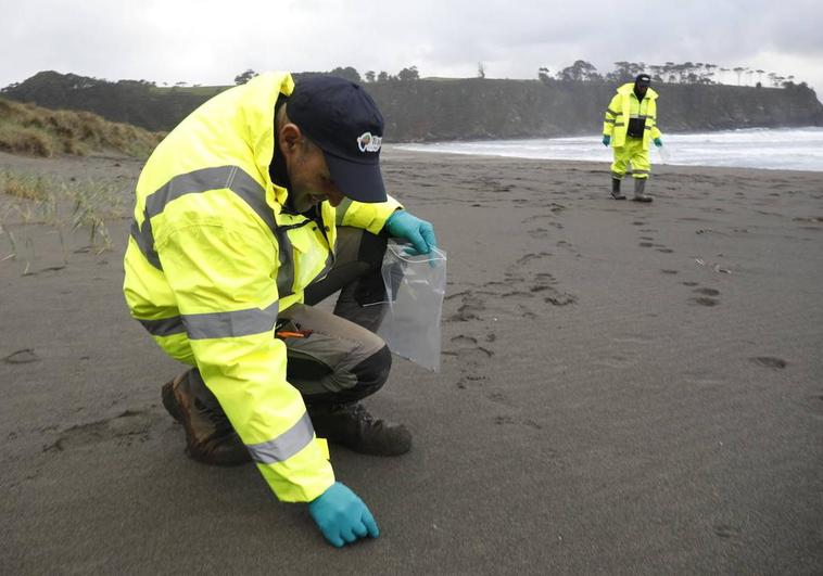 Un hombre recoge uno a uno los pellets en las playa de Barayo, en el occidente asturiano.