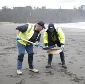 Fotos: Asturias intensifica la limpieza de pellets de sus playas