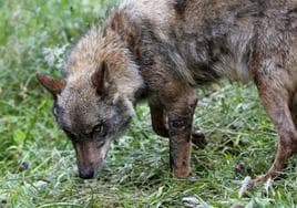 Asturias sube un 20% las indemnizaciones por los daños del lobo
