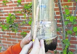 Soto del Barco busca voluntarios para acabar con la avispa asiática