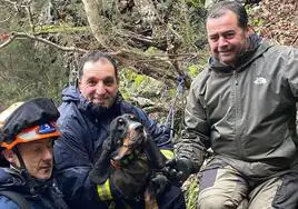 Los bomberos de Asturias que rescataron al can.