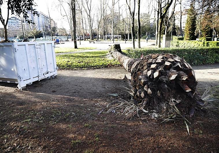 Ejemplar de palmera canaria talado ayer en el parque de Isabel la Católica, después de que resultara irrecuperable tras el ataque del picudo rojo.