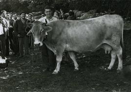 Retrato con vaca en una feria de ganado en Pola de Laviana, 1950.