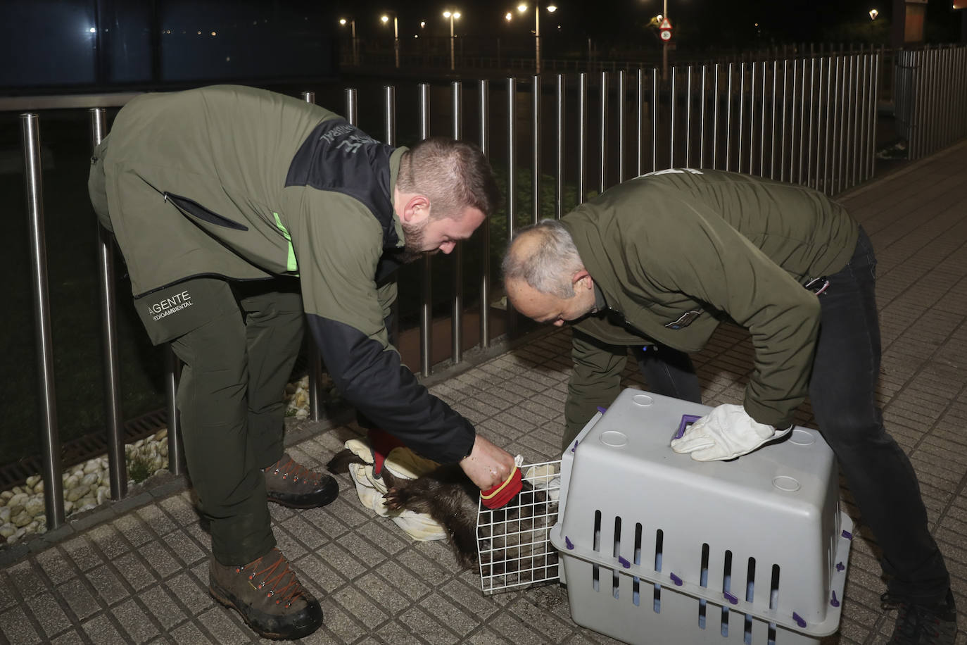 Detectan y extraen una nutria cerca del Tostaderu de Gijón