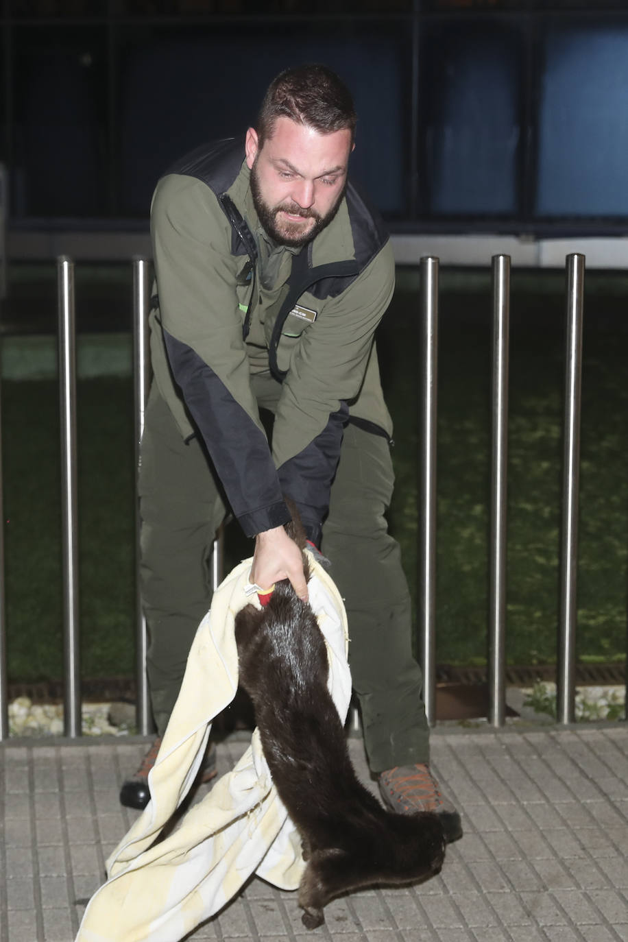 Detectan y extraen una nutria cerca del Tostaderu de Gijón