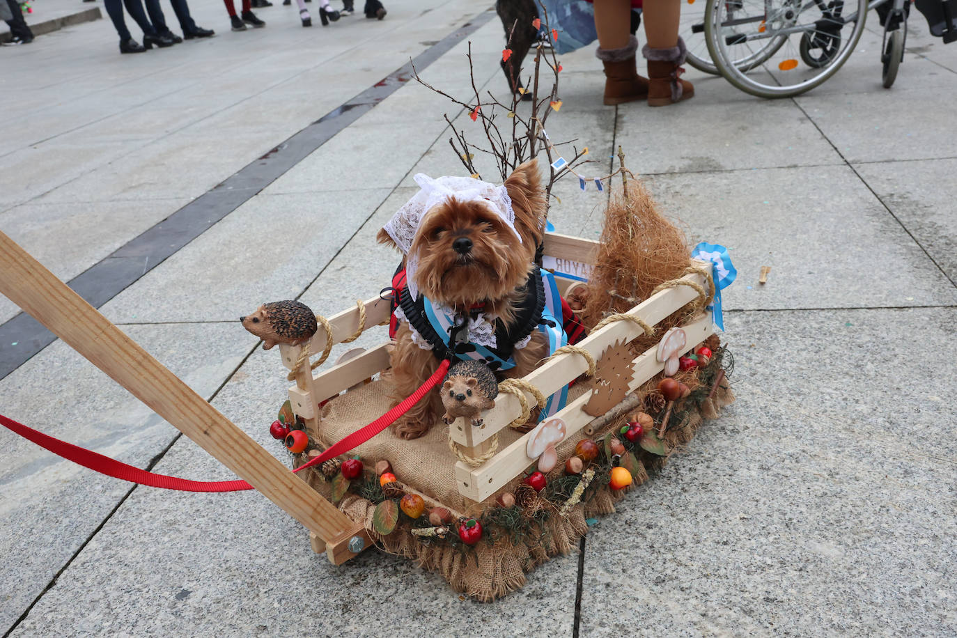 Las mascotas se disfrazan en Avilés