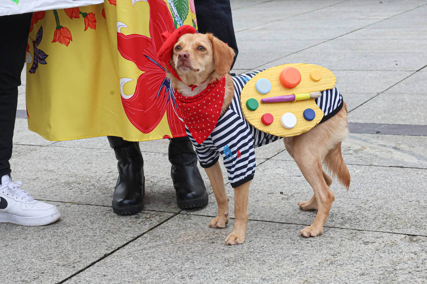 Las mascotas se disfrazan en Avilés