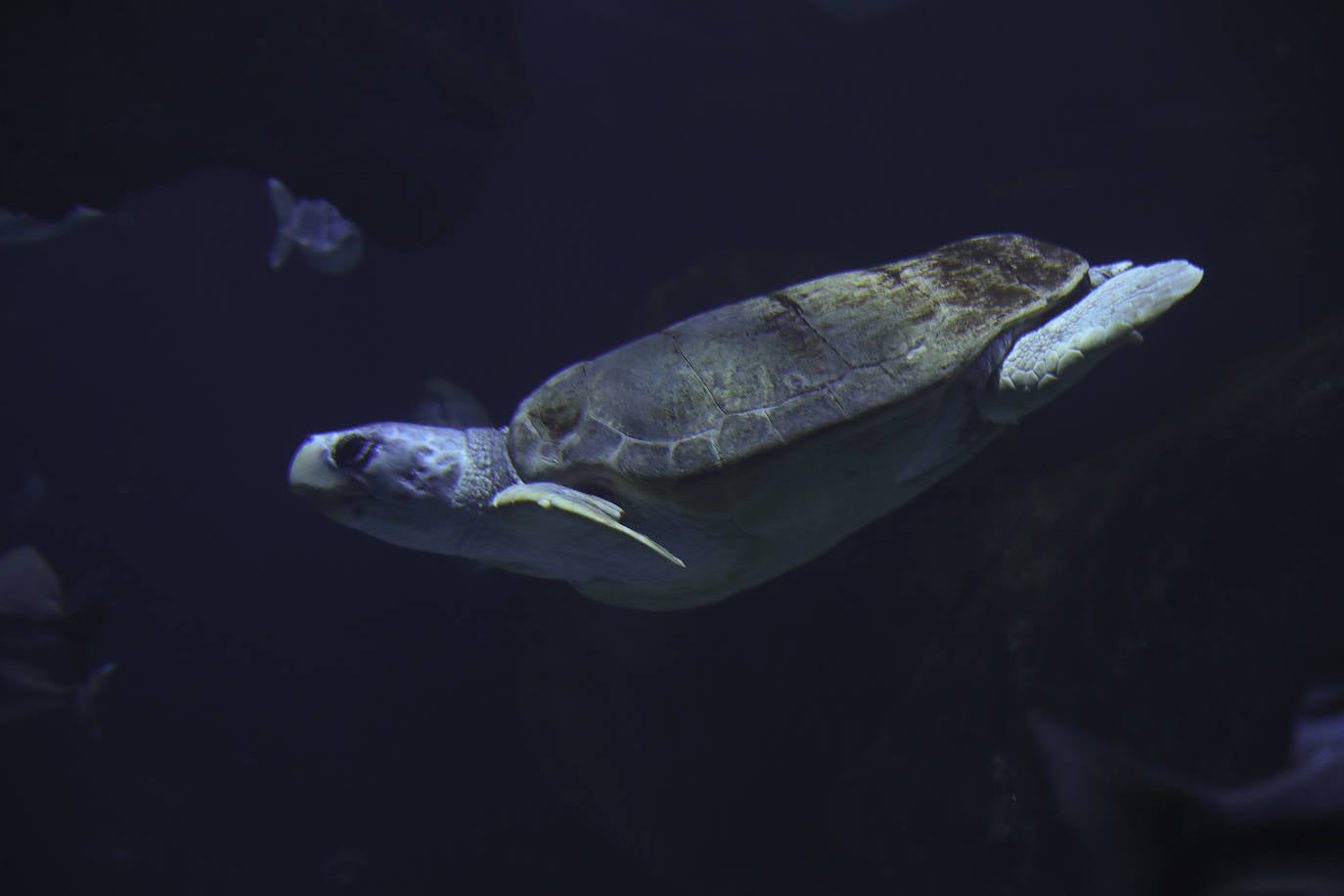 Así es &#039;Tiburones&#039;, la nueva exposición del Acuario de Gijón