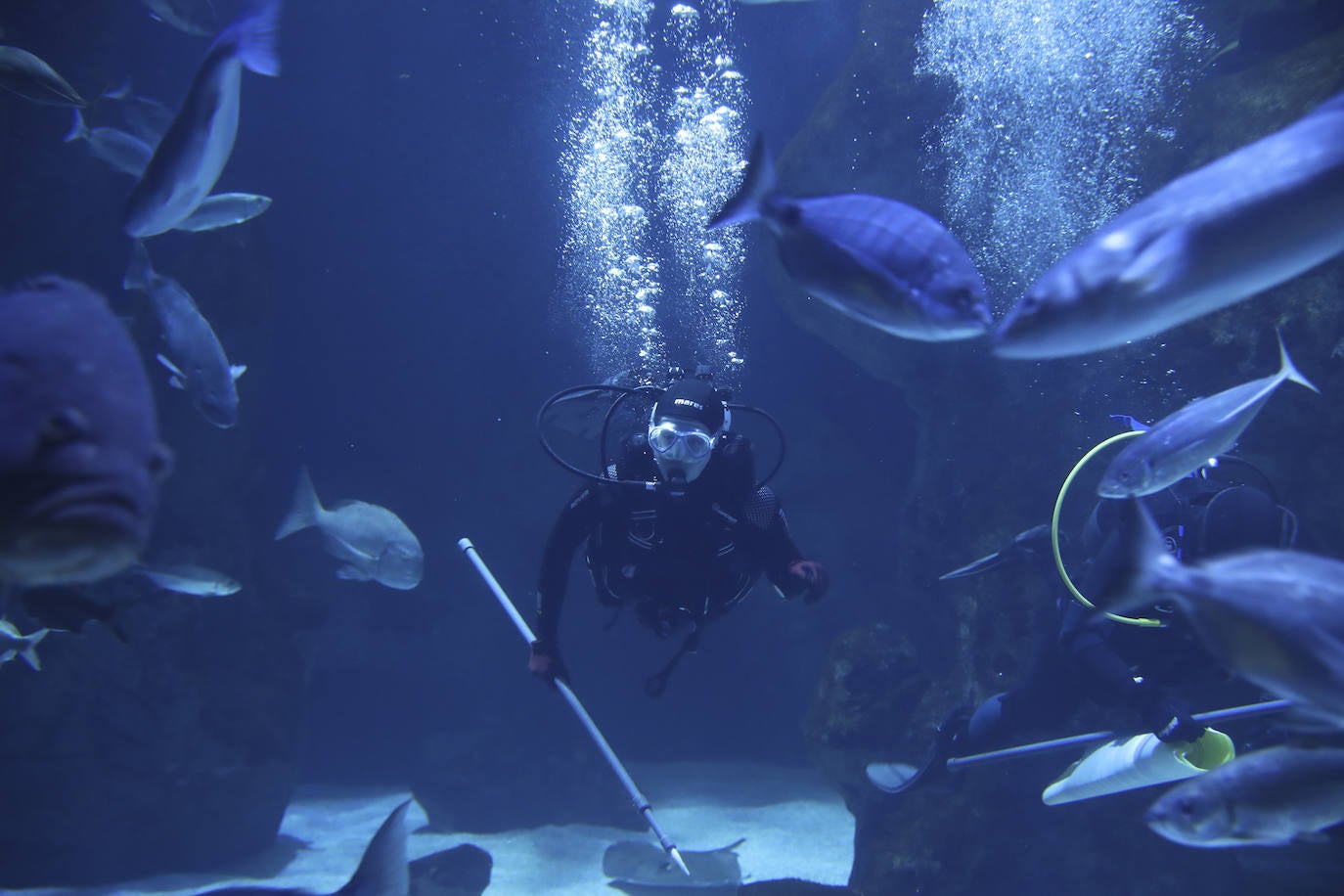 Así es &#039;Tiburones&#039;, la nueva exposición del Acuario de Gijón