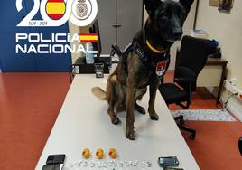 Mia, la perra de la Unidad Especial de Guías Caninos de la Jefatura Superior de Policía de Asturias, junto al material incautado.