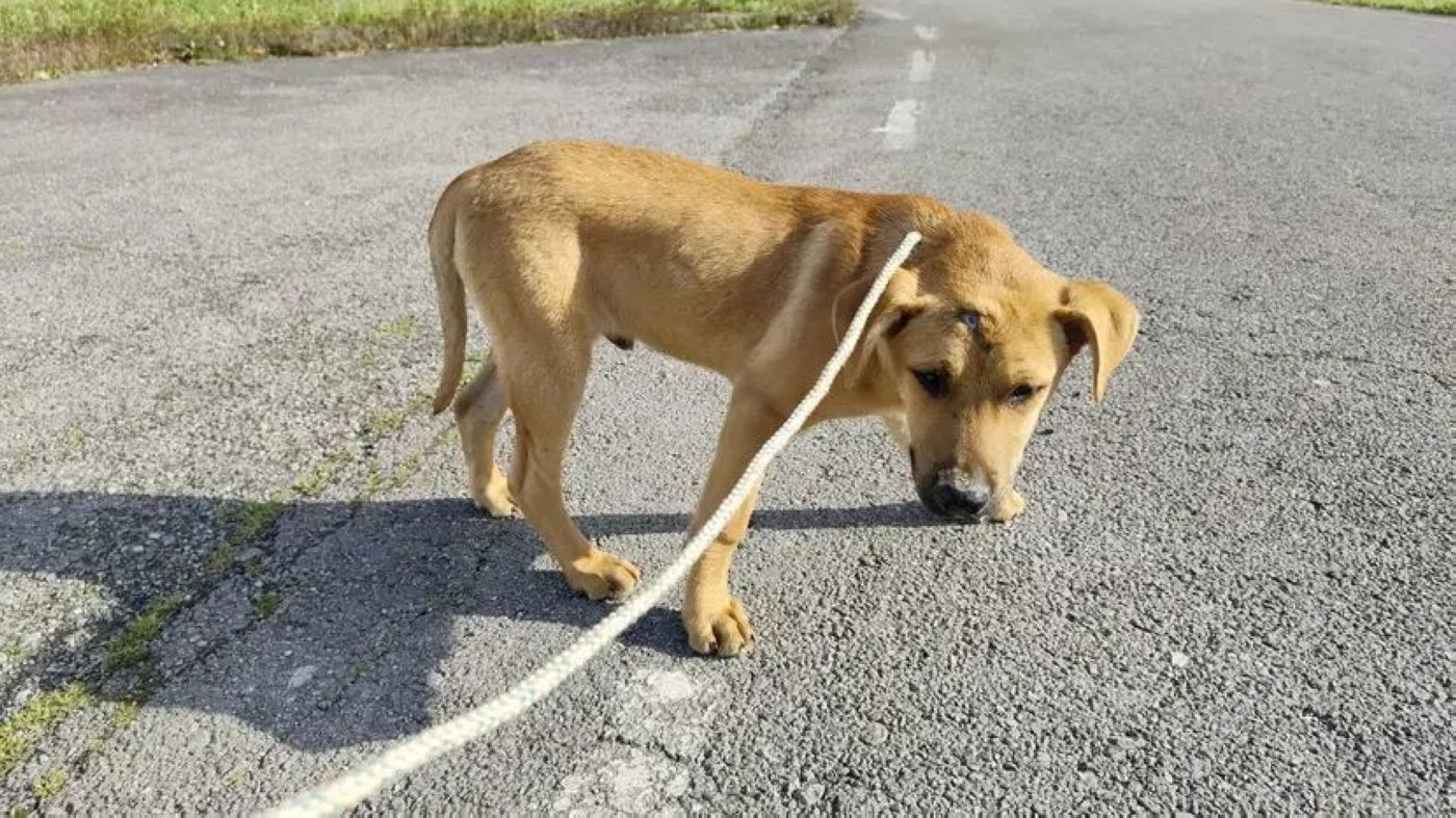 El macho es un cruce de mastín y otra raza .