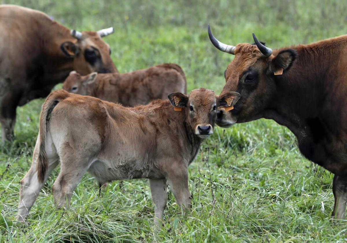 Así se puede optar a las ayudas del campo del Principado