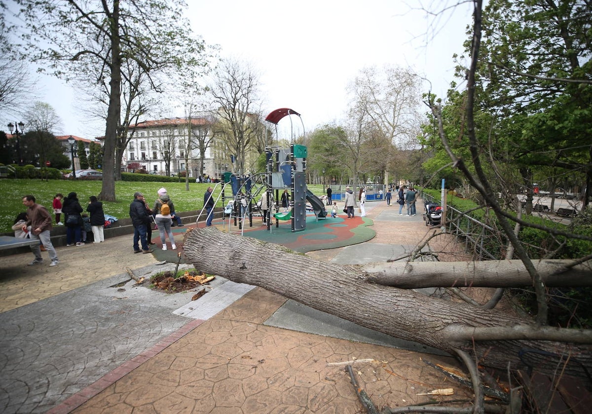 El árbol caído en la zona de juegos del Bombé.