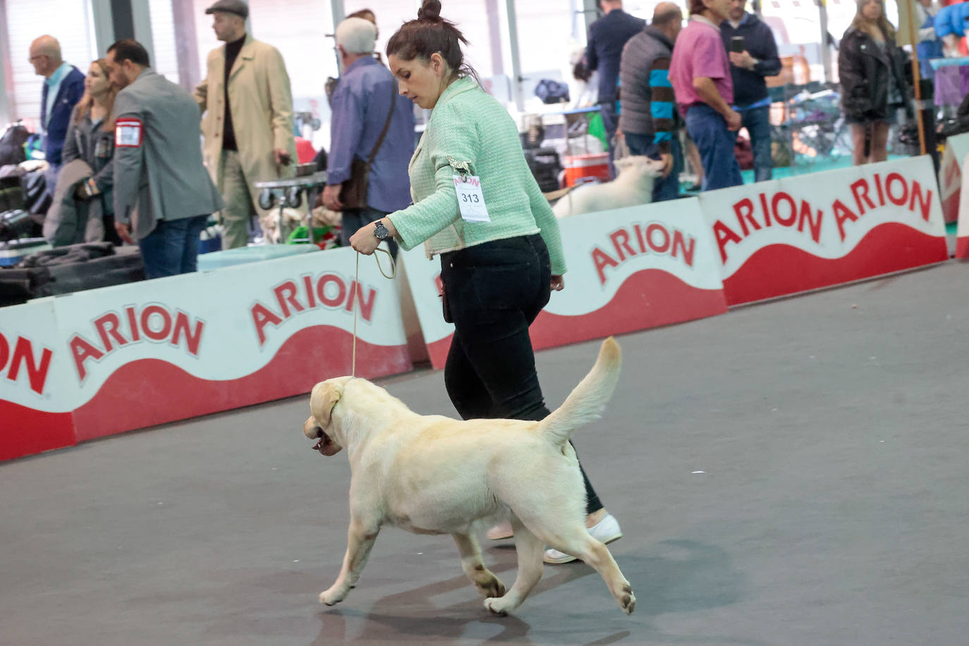 Las mascotas de Gijón dejan su huella en busca de la adopción