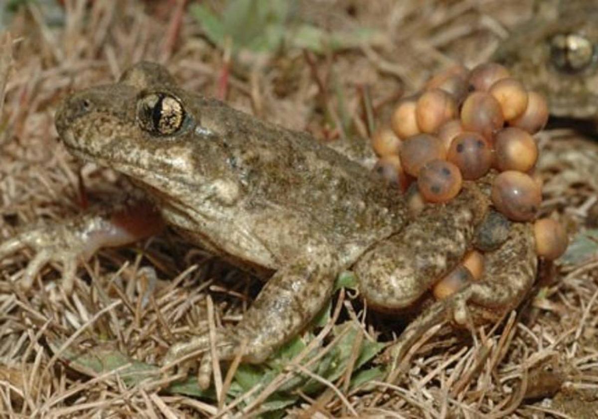 Ejemplar de sapo partero bético macho cargando con la puesta de huevos.