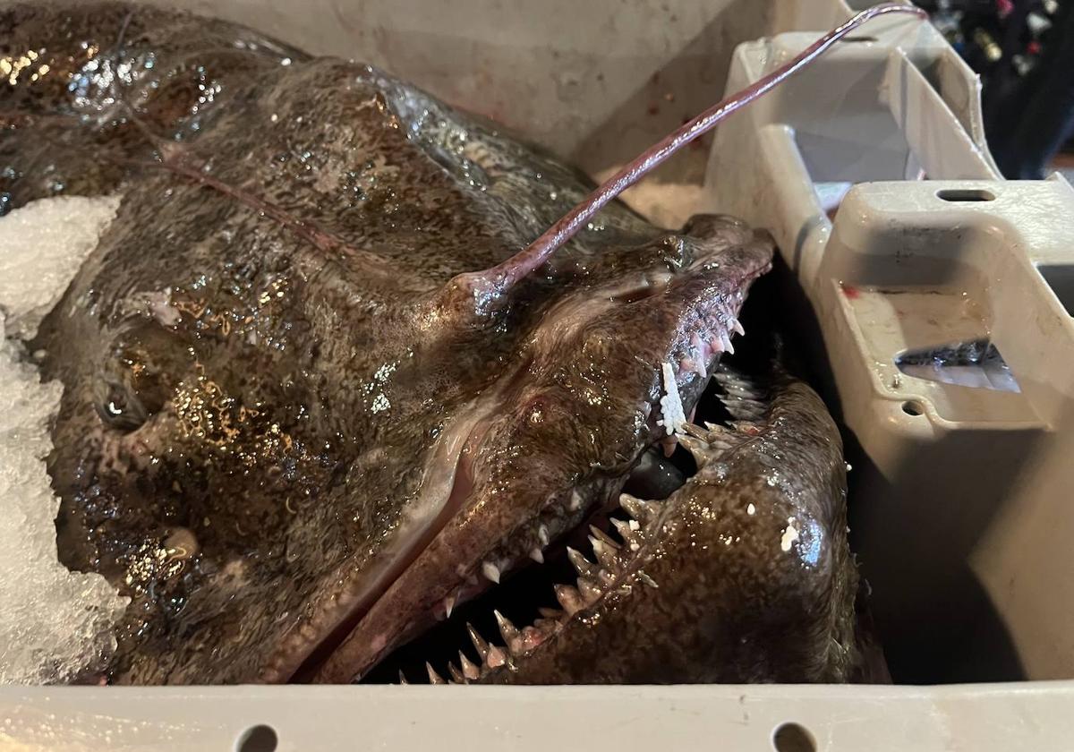 Así es el espectacular pixín de 55 kilos que se podrá degustar en Gijón