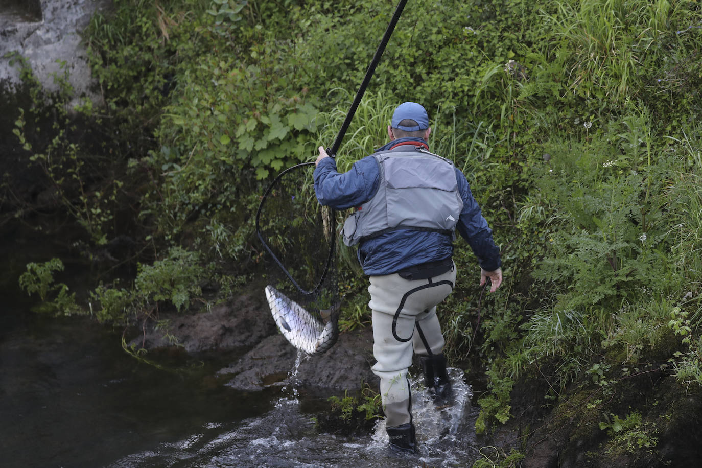 El campanu de Asturias sale en el río Narcea