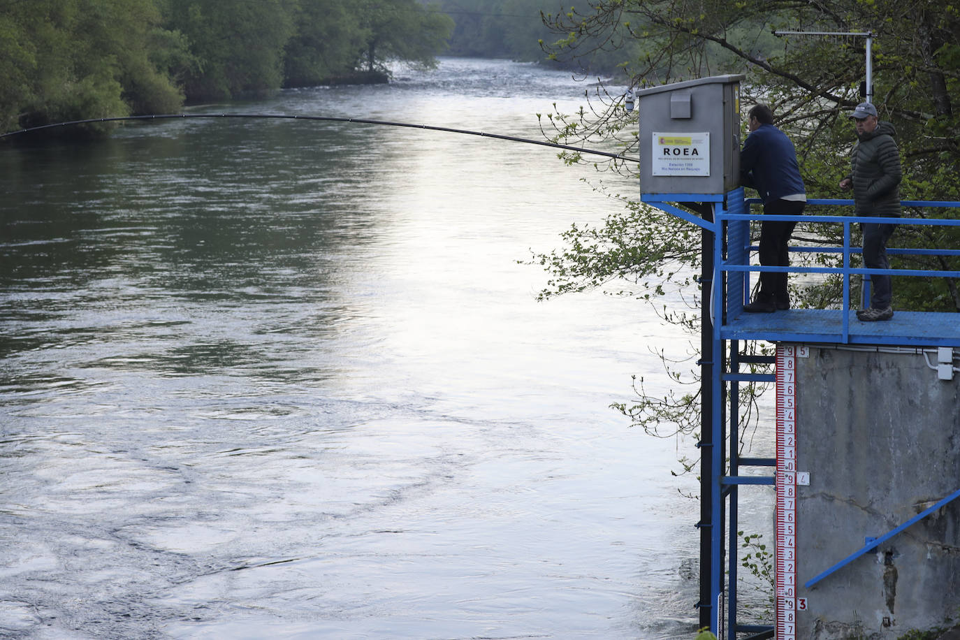 El campanu de Asturias sale en el río Narcea