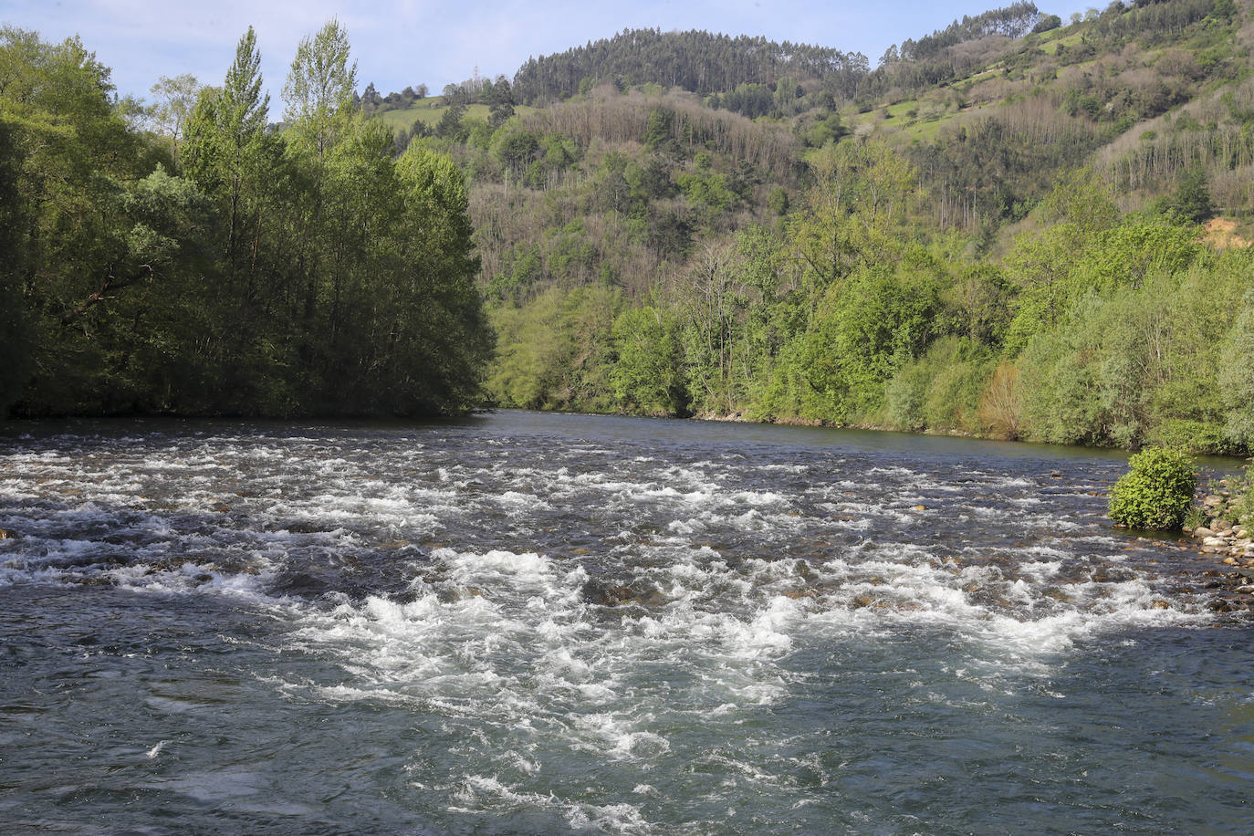 El campanu de Asturias sale en el río Narcea