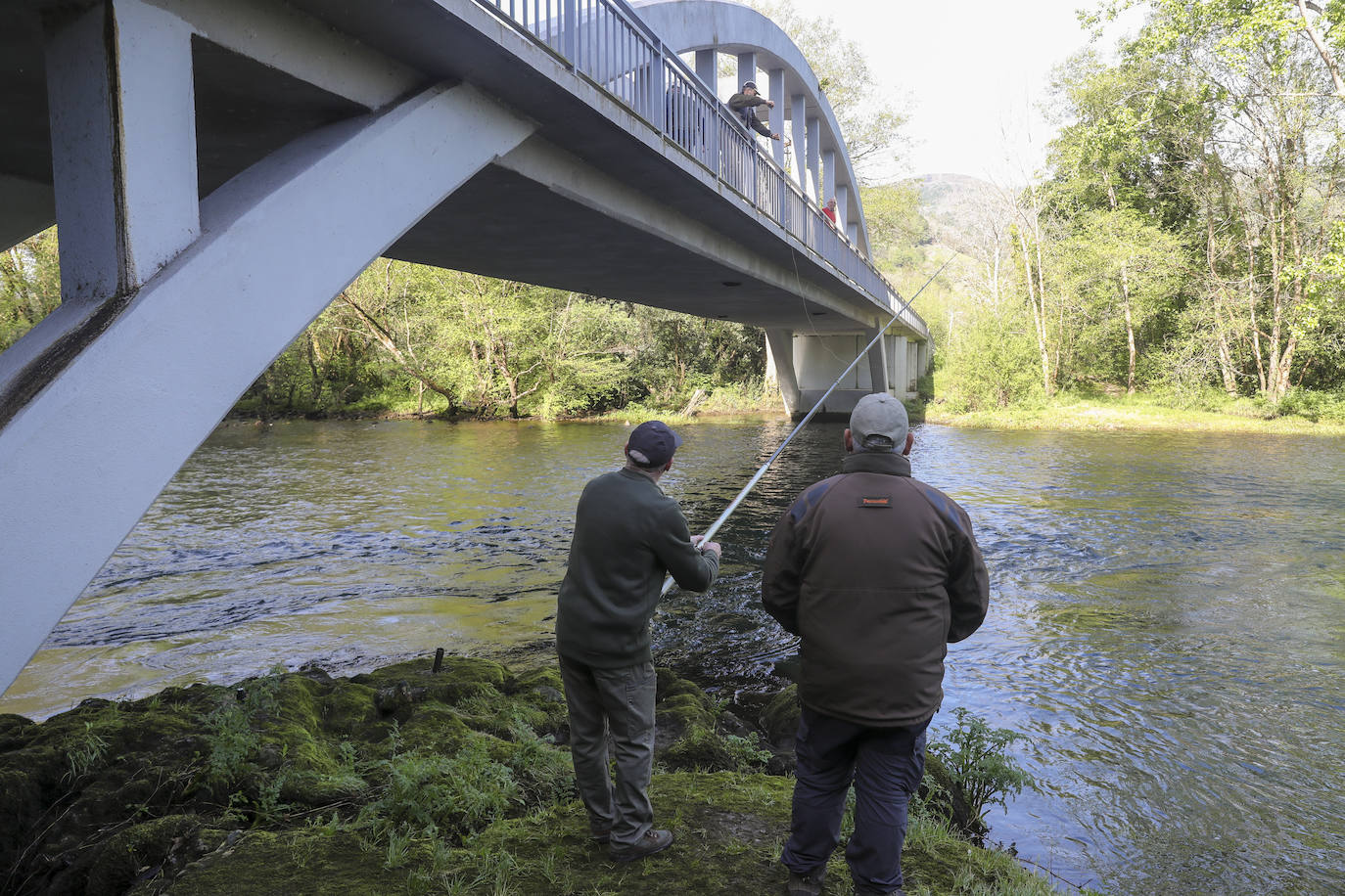 El campanu de Asturias sale en el río Narcea