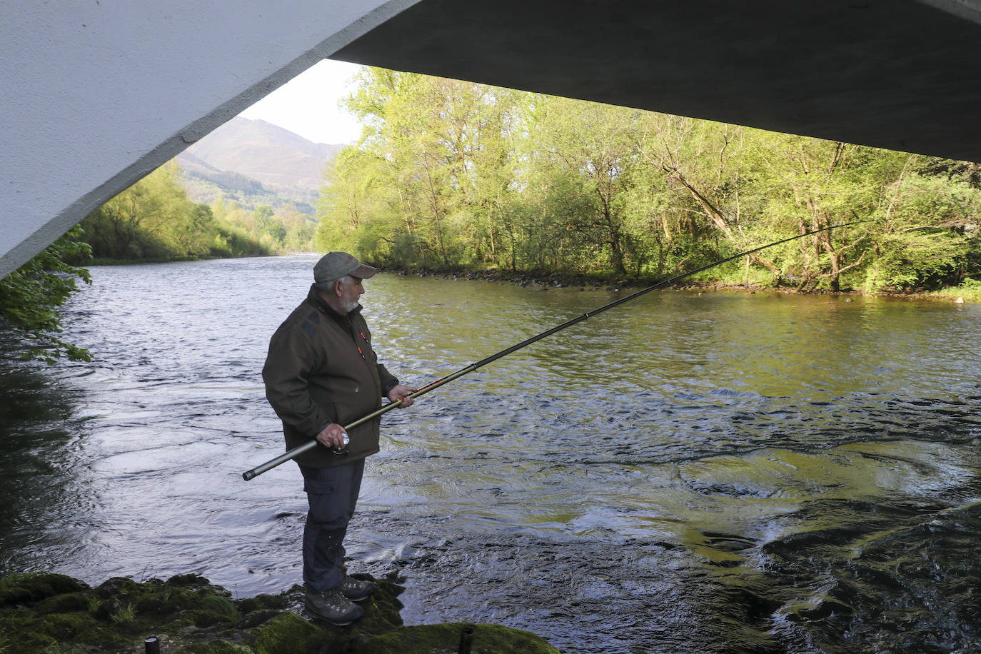 El campanu de Asturias sale en el río Narcea