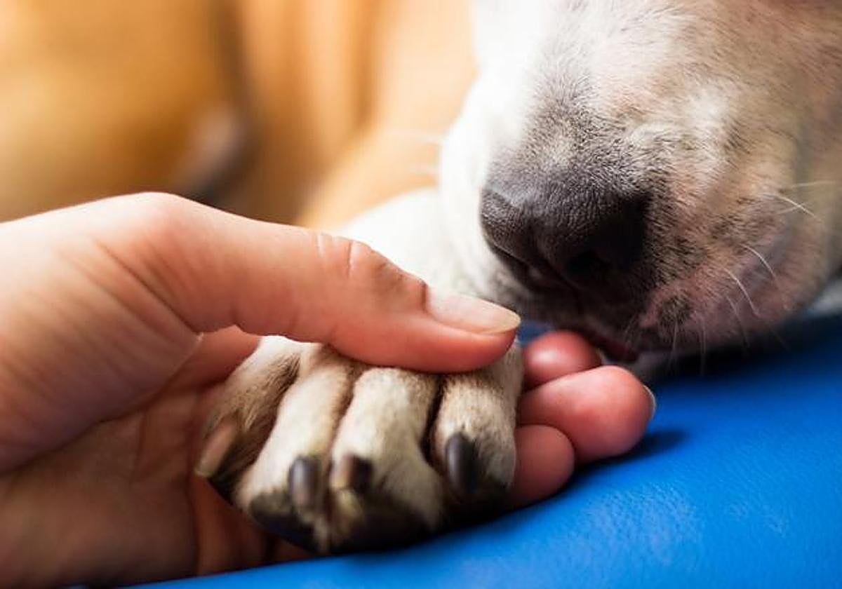 Un matrimonio, a juicio por desatender a una perra mastín de siete años en Aller