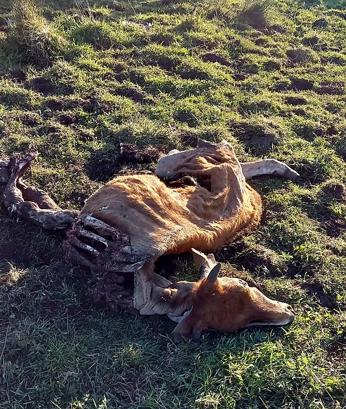 Imagen secundaria 2 - La alcaldesa de Tineo pide al Principado que retome las batidas de lobos en su concejo