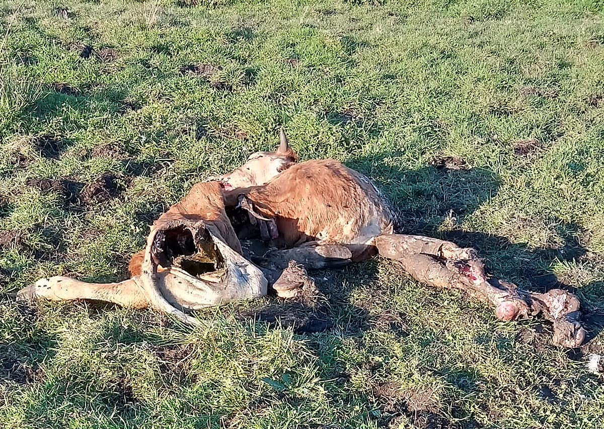 Imagen secundaria 1 - La alcaldesa de Tineo pide al Principado que retome las batidas de lobos en su concejo