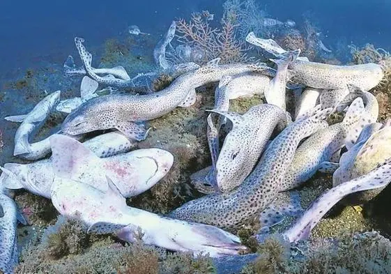 Los cuerpos de los tiburones muertos en el fondo de la bocana del puerto de Getaria.