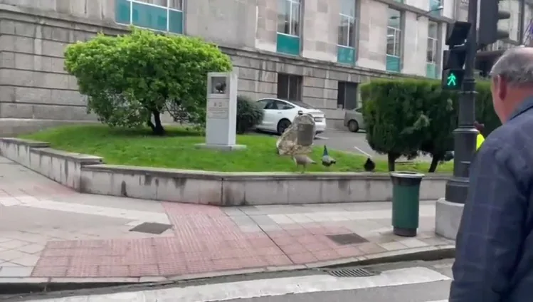 El paseo de tres pavos reales por el centro de Oviedo