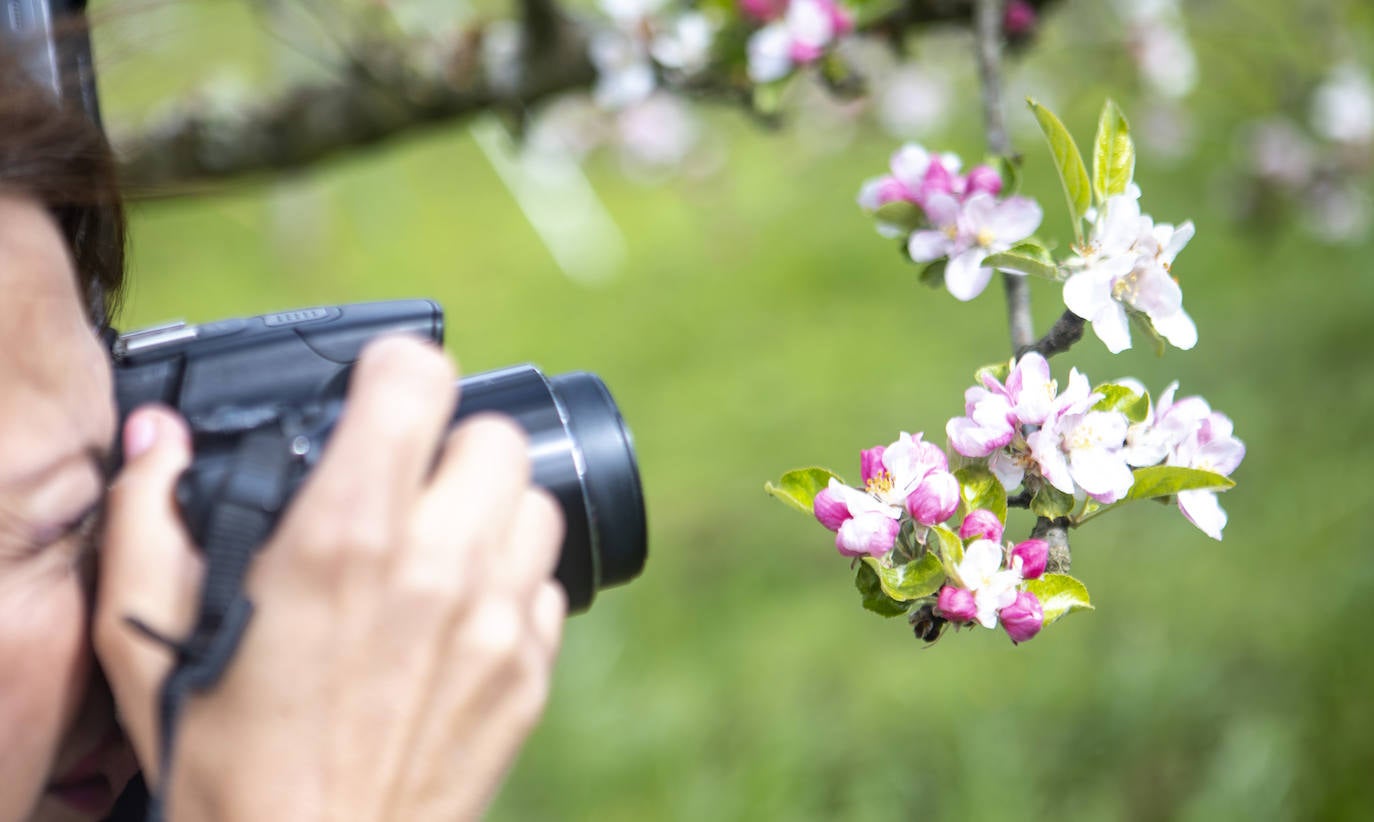 Un paseo entre los manzanos en flor de Asturias