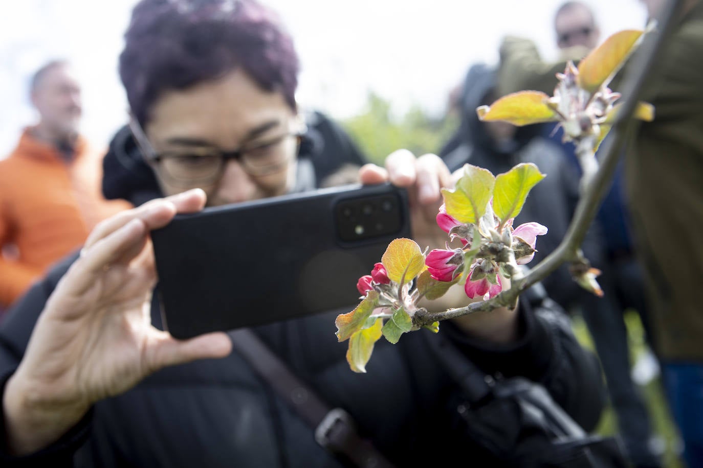 Un paseo entre los manzanos en flor de Asturias