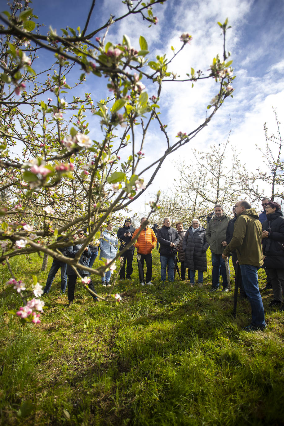 Un paseo entre los manzanos en flor de Asturias