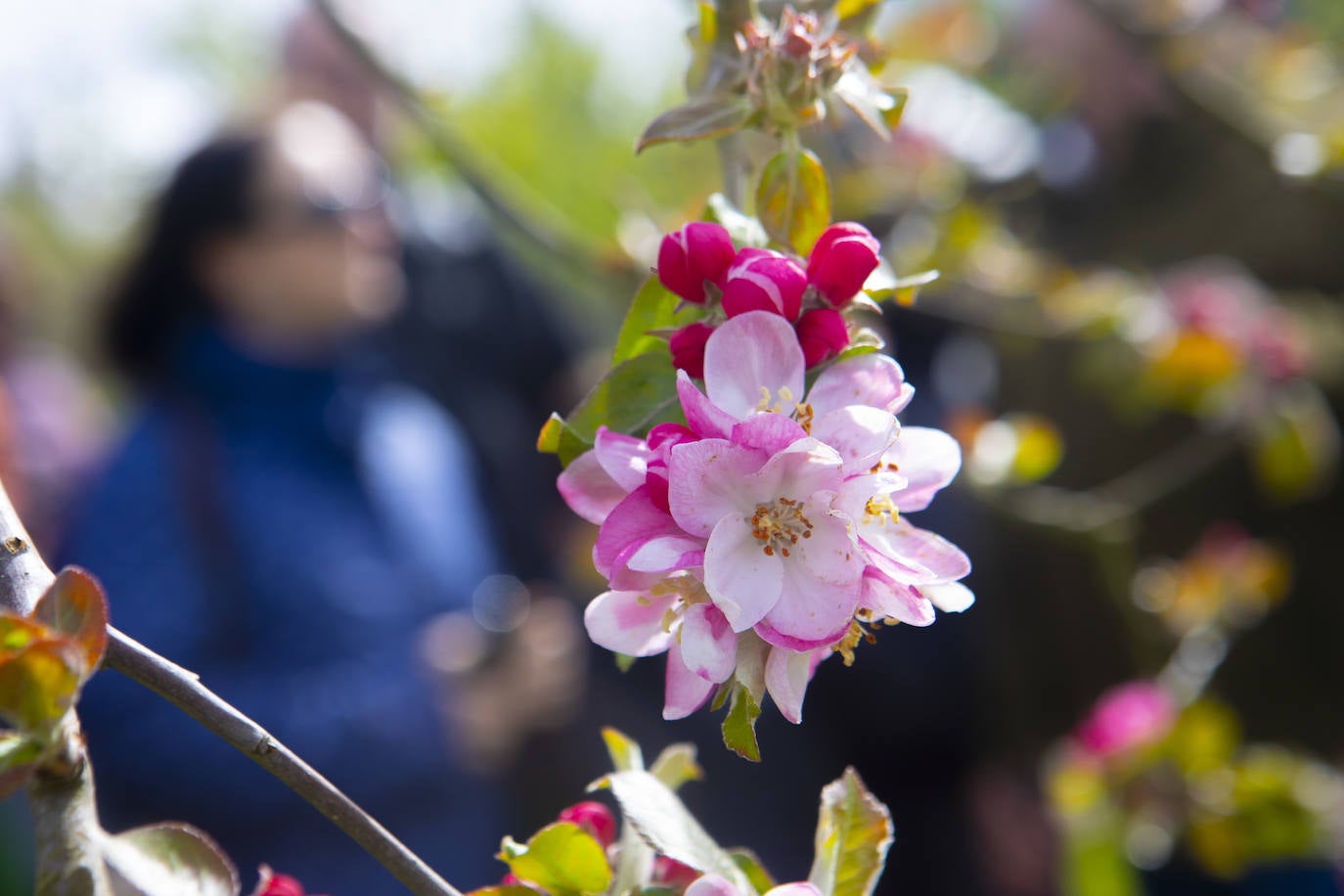 Un paseo entre los manzanos en flor de Asturias