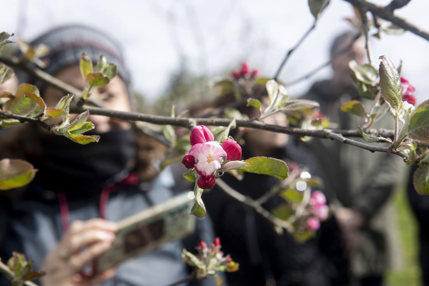 Un paseo entre los manzanos en flor de Asturias