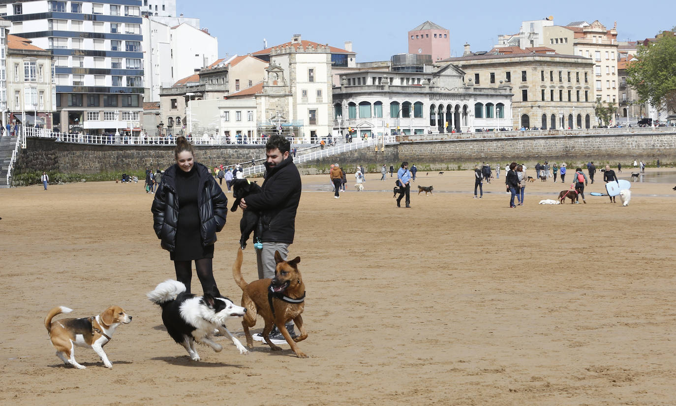 Los perros se despiden de San Lorenzo