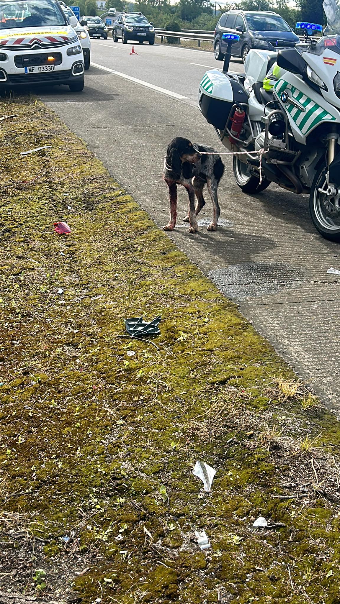 Susto en la A-64, a la altura de Parque Principado, por un perro desorientado