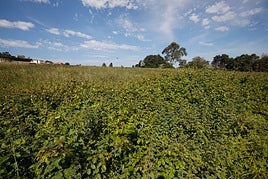 Terrenos del proyecto de Ecojove que el Ministerio de Transportes necesita expropiar para su ocupación temporal cuando haga el vial de Jove.