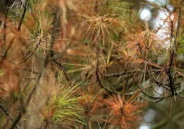 Seis nuevas especies para hacer frente a la banda marrón del pino