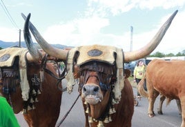 Llenazo en Llanera por la Feria del Ganado