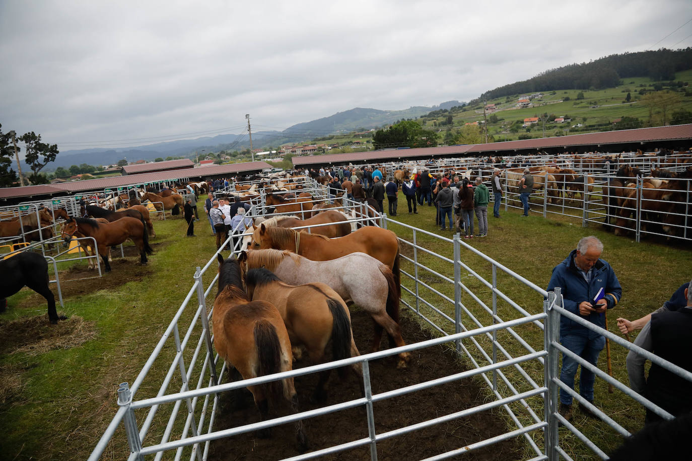 La feria de ganado de Llanera se supera