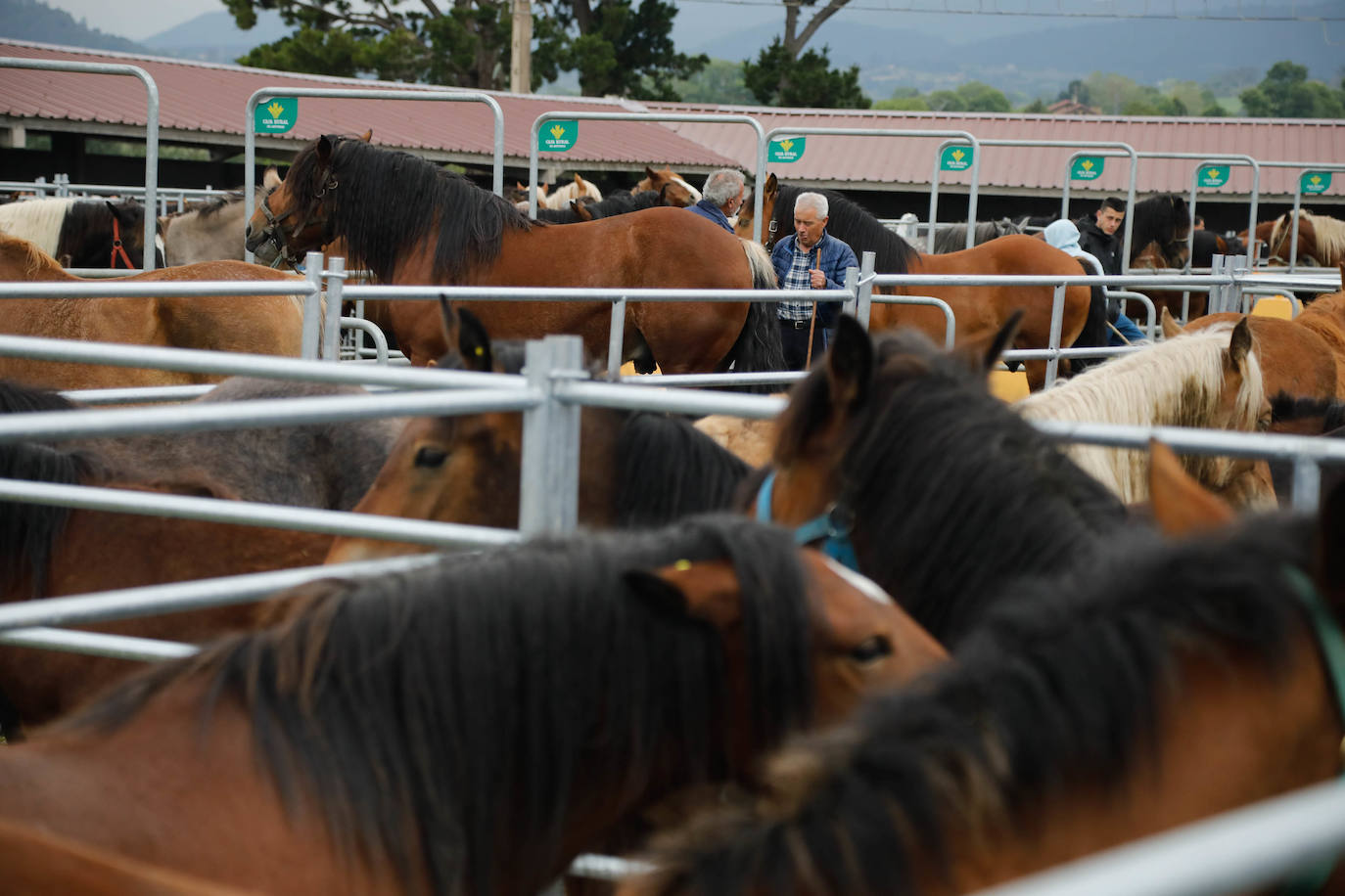 La feria de ganado de Llanera se supera