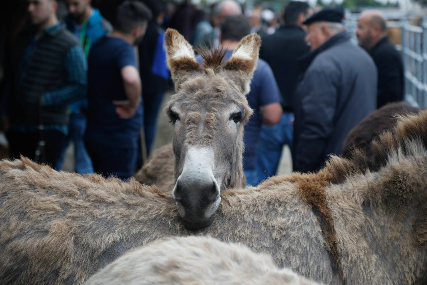 La feria de ganado de Llanera se supera