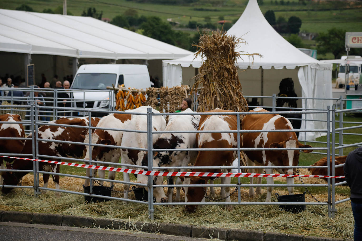 La feria de ganado de Llanera se supera